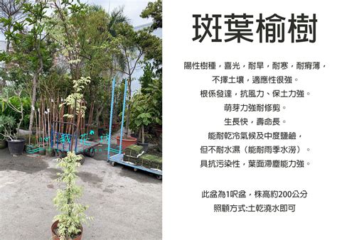 斑葉榆樹風水|【斑葉榆樹風水】斑葉榆樹風水解析：庭院植栽不可不。